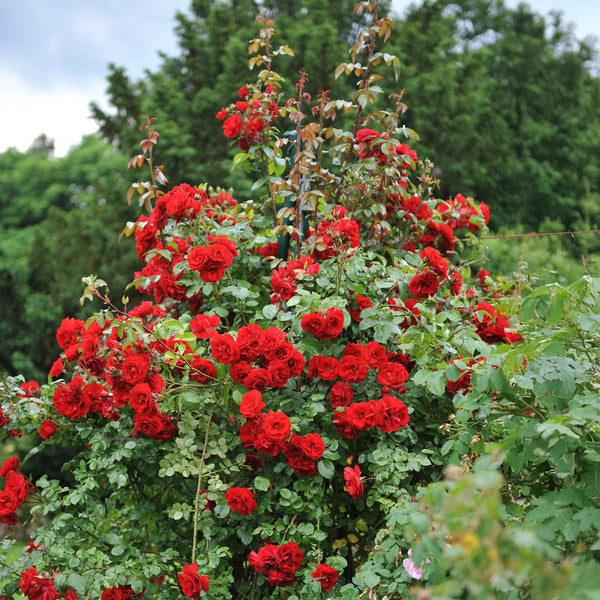 Livraison plante Rose grimpante Red Climber – Lot de 2 – Hauteur 40 cm