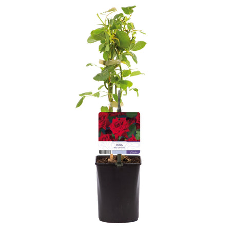 Livraison plante Rose grimpante Red Climber – Lot de 2 – Hauteur 40 cm