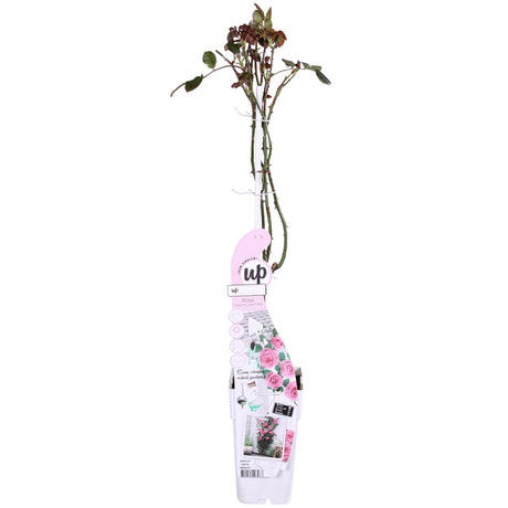 Livraison plante Rosier Crazy in Love 'Pink' - ↨65cm - Ø15 - arbuste fleuri extérieur