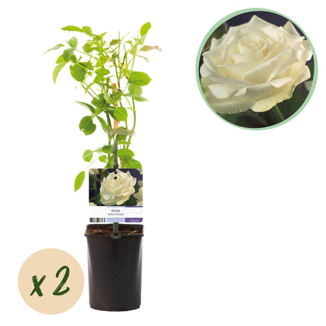 Livraison plante Rosier grimpant White Climber – Lot de 2 – Hauteur 40 cm