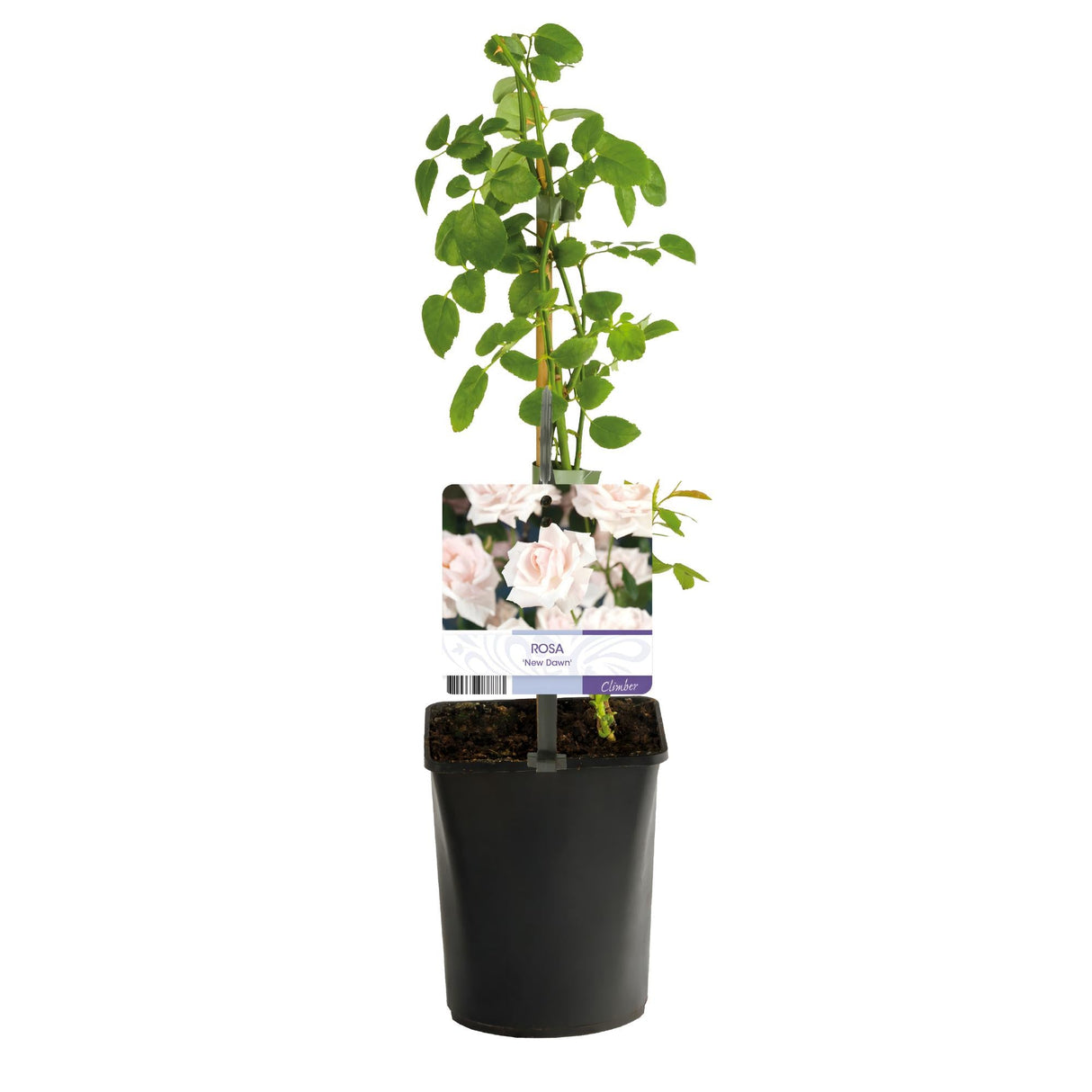 Livraison plante Rosier New Dawn – Lot de 2 – Pot 11 cm – Hauteur 40 cm