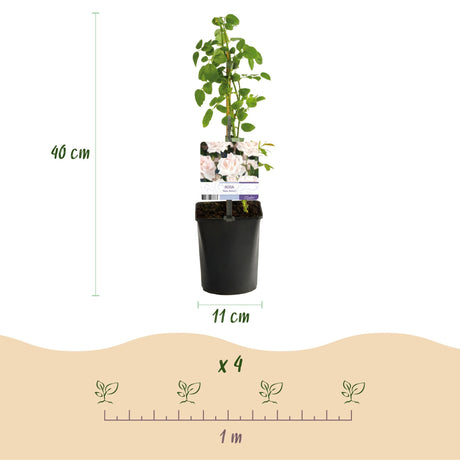 Livraison plante Rosier New Dawn – Lot de 2 – Pot 11 cm – Hauteur 40 cm