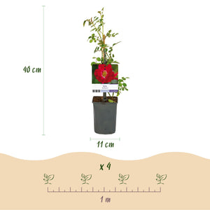 Livraison plante Rosier Rosa Red Queen – Lot de 2 – Pot 11 cm – Hauteur 40 cm