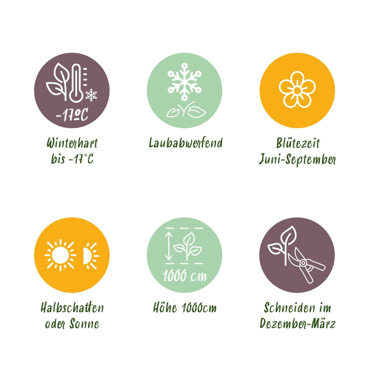 Livraison plante Rosier Rosa Red Queen – Lot de 2 – Pot 11 cm – Hauteur 40 cm