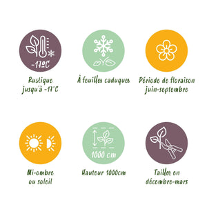 Livraison plante Rosier Rosa Red Queen – Lot de 2 – Pot 11 cm – Hauteur 40 cm