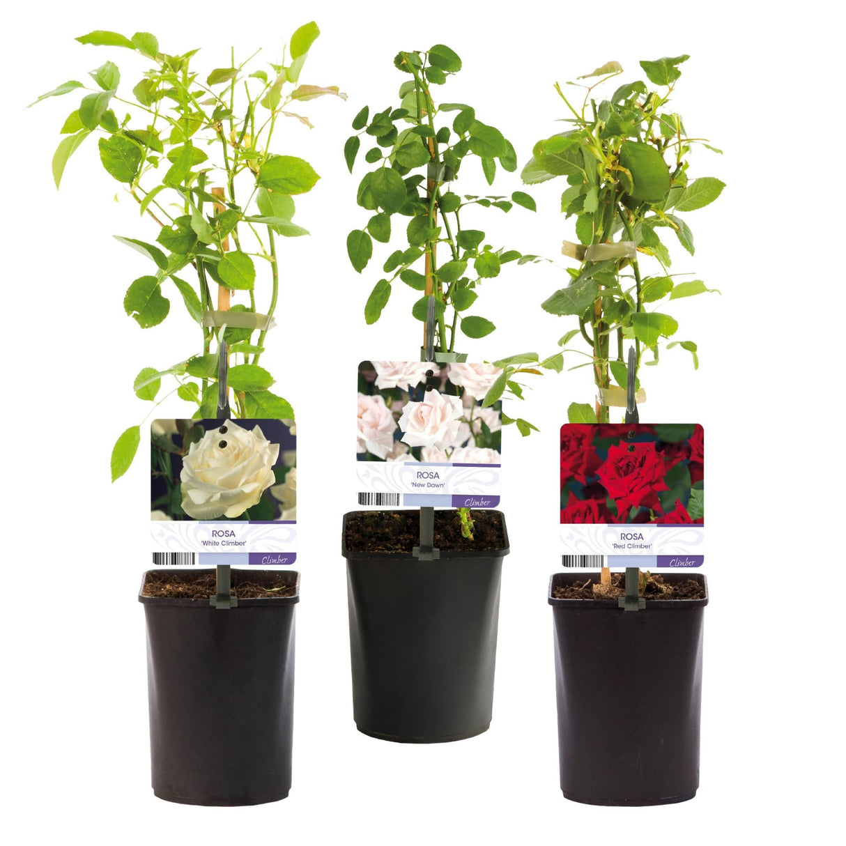 Livraison plante Rosier Rosa Tricolour – Lot de 3 – Pot 11 cm – Hauteur 40 cm