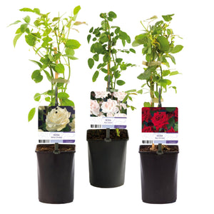 Livraison plante Rosier Rosa Tricolour – Lot de 3 – Pot 11 cm – Hauteur 40 cm