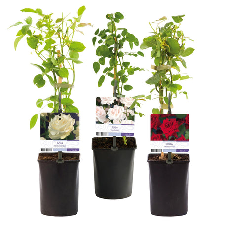 Livraison plante Rosier Rosa Tricolour – Lot de 3 – Pot 11 cm – Hauteur 40 cm