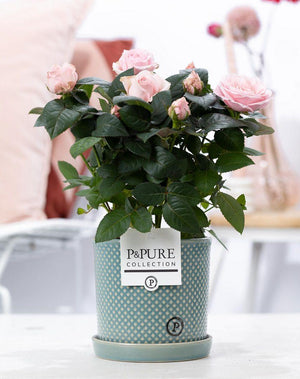 Livraison plante Rosier rose et pot en céramique vert