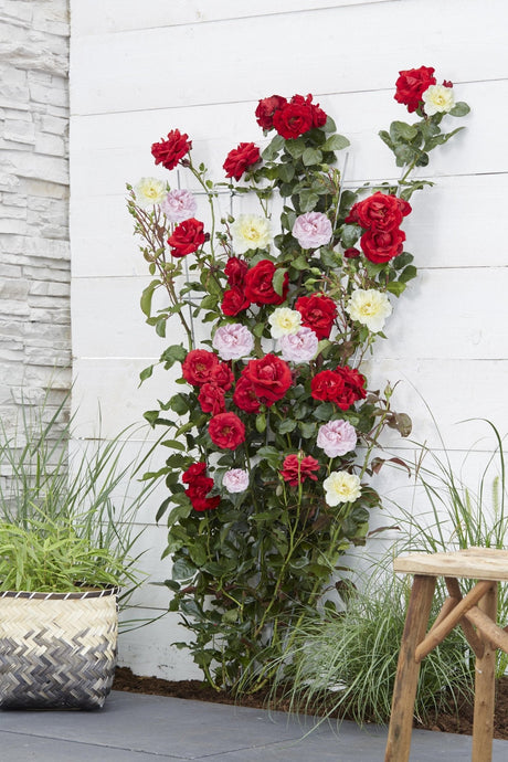 Livraison plante Rosier rose - lot de 3 - ↨65cm - Ø15 - plante fleurie d'extérieur