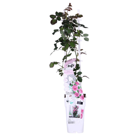 Livraison plante Rosier rose - lot de 3 - ↨65cm - Ø15 - plante fleurie d'extérieur