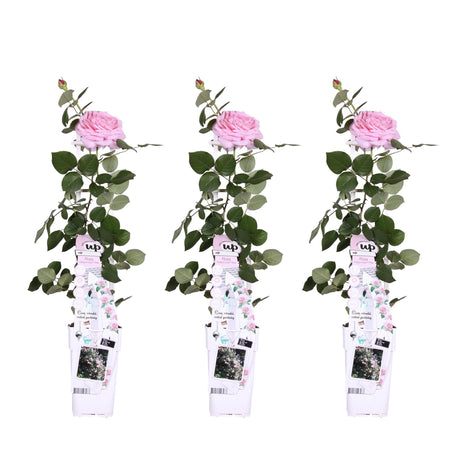 Livraison plante Rosier rose - lot de 3 - ↨65cm - Ø15 - plante fleurie d'extérieur