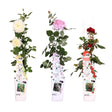 Livraison plante Rosier rouge, rose, blanc - lot de 3 - ↨65cm - Ø15 - plante d'extérieur fleurie