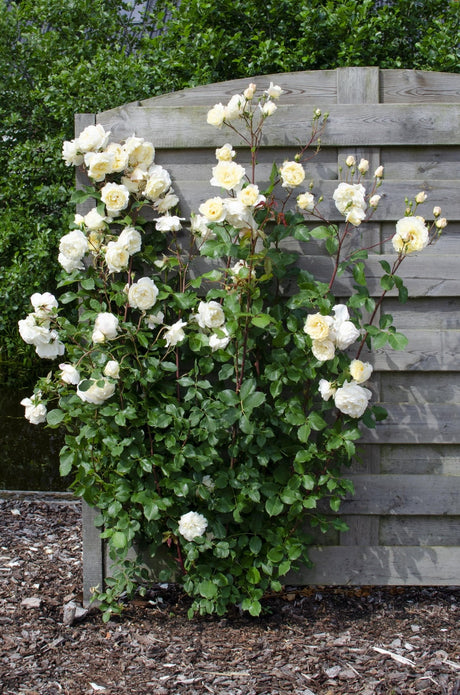 Livraison plante Rosier rouge, rose, blanc - lot de 3 - ↨65cm - Ø15 - plante d'extérieur fleurie