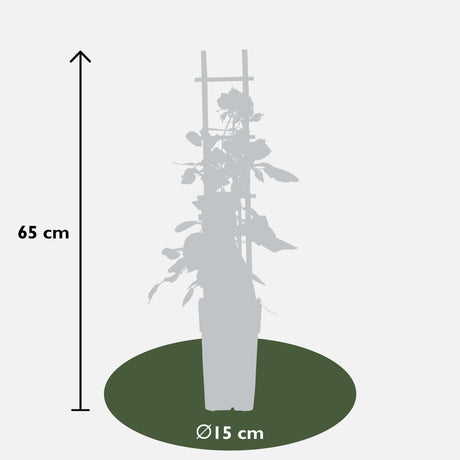 Livraison plante Rosier vanille - lot de 3 - ↨65cm - Ø15 - plante d'extérieur fleurie