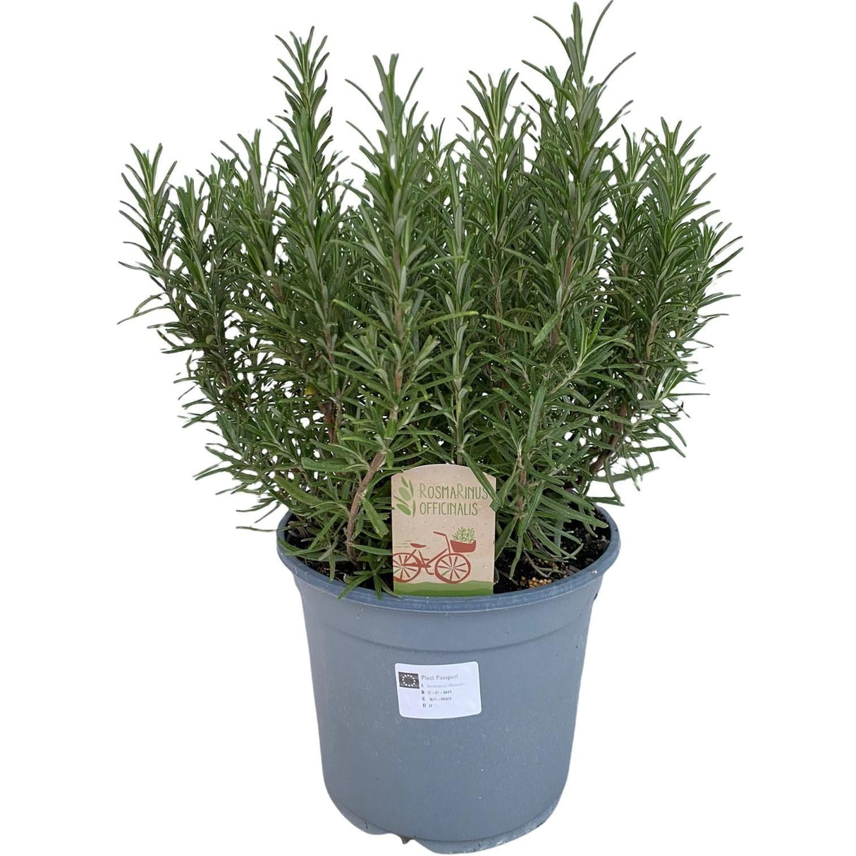 Livraison plante Rosmarinus Off. - Ø18cm - ↕40cm