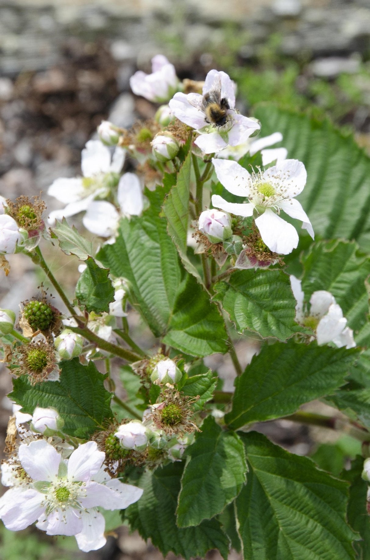 Livraison plante Rubus fruticosus 'Black Satin'