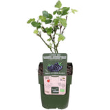 Livraison plante Rubus fruticosus 'Black Satin'