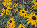 Rudbeckie (Rudbeckia fulgida) 'Goldsturm'
