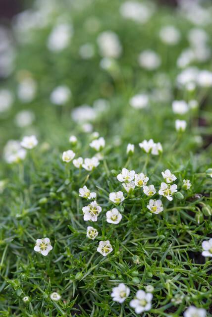 Livraison plante Sagine subulée