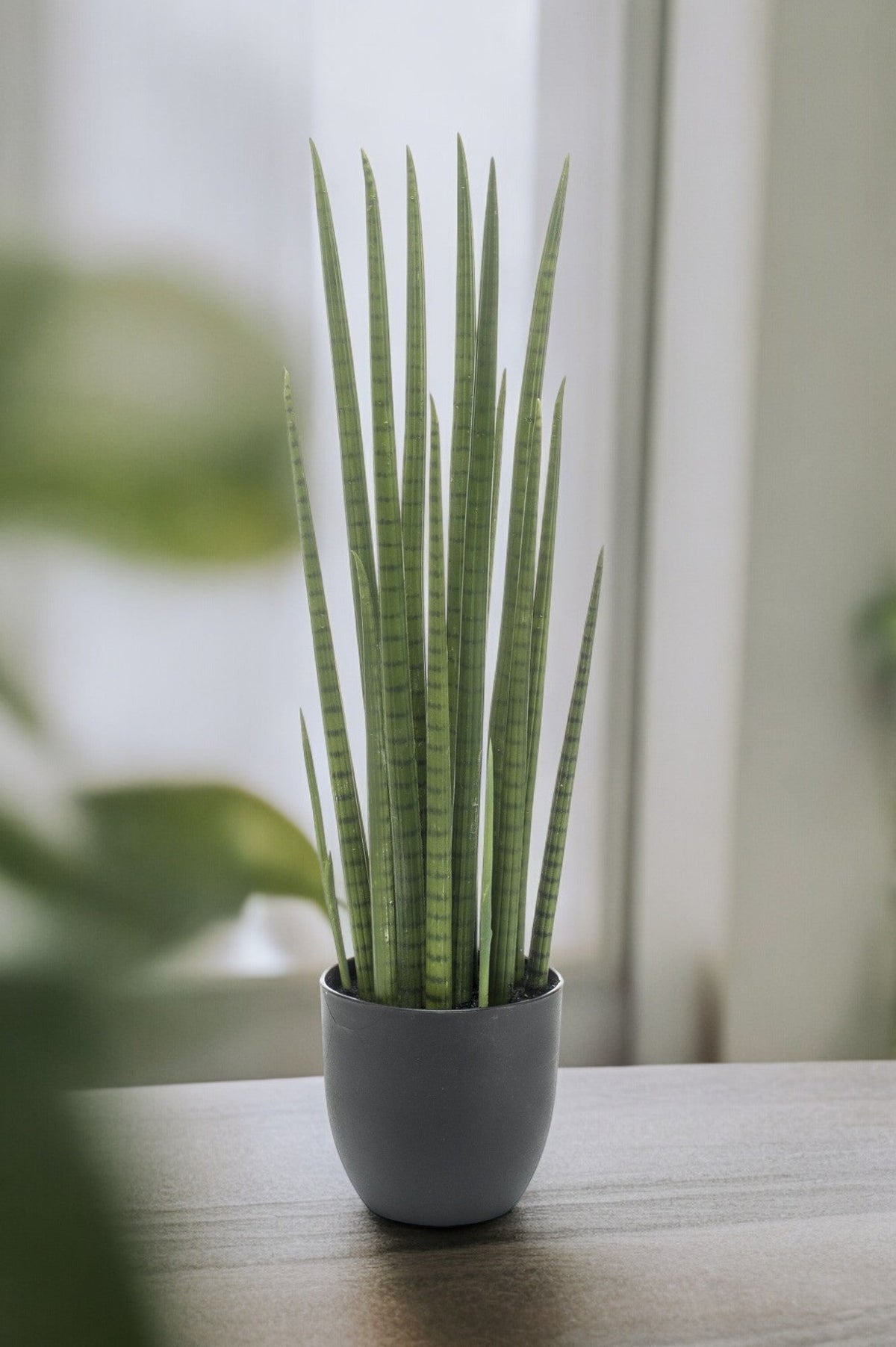 Künstliche Pflanze Sansevieria Cylindrica H70cm – einfache Wartung
