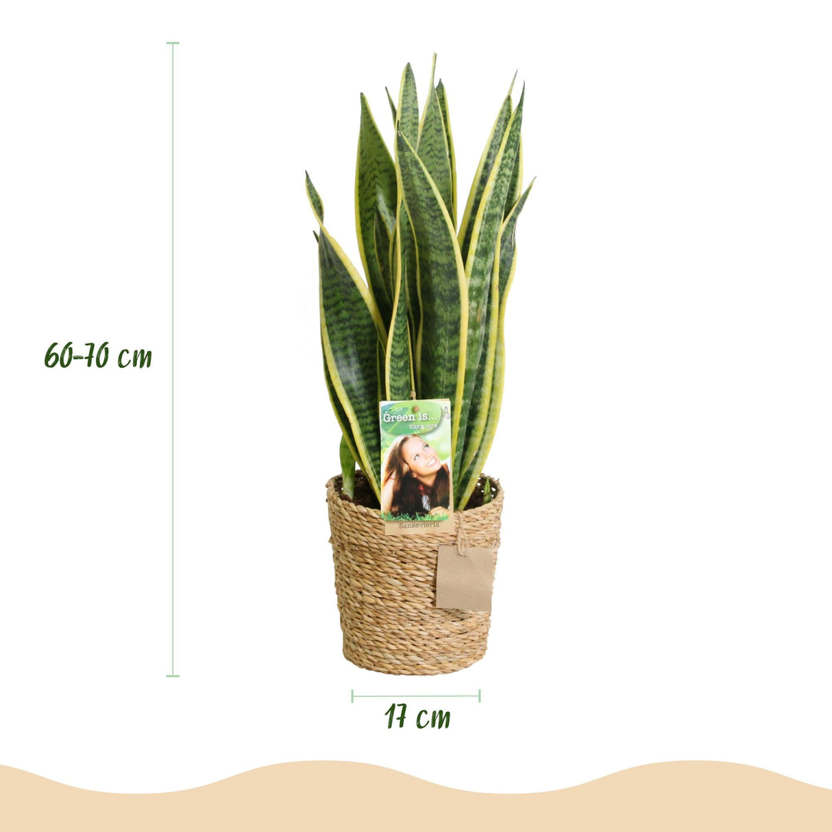 Livraison plante Sansevieria Laurentii et panier H60 cm
