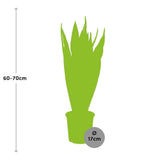 Livraison plante Sansevieria Zeylanica