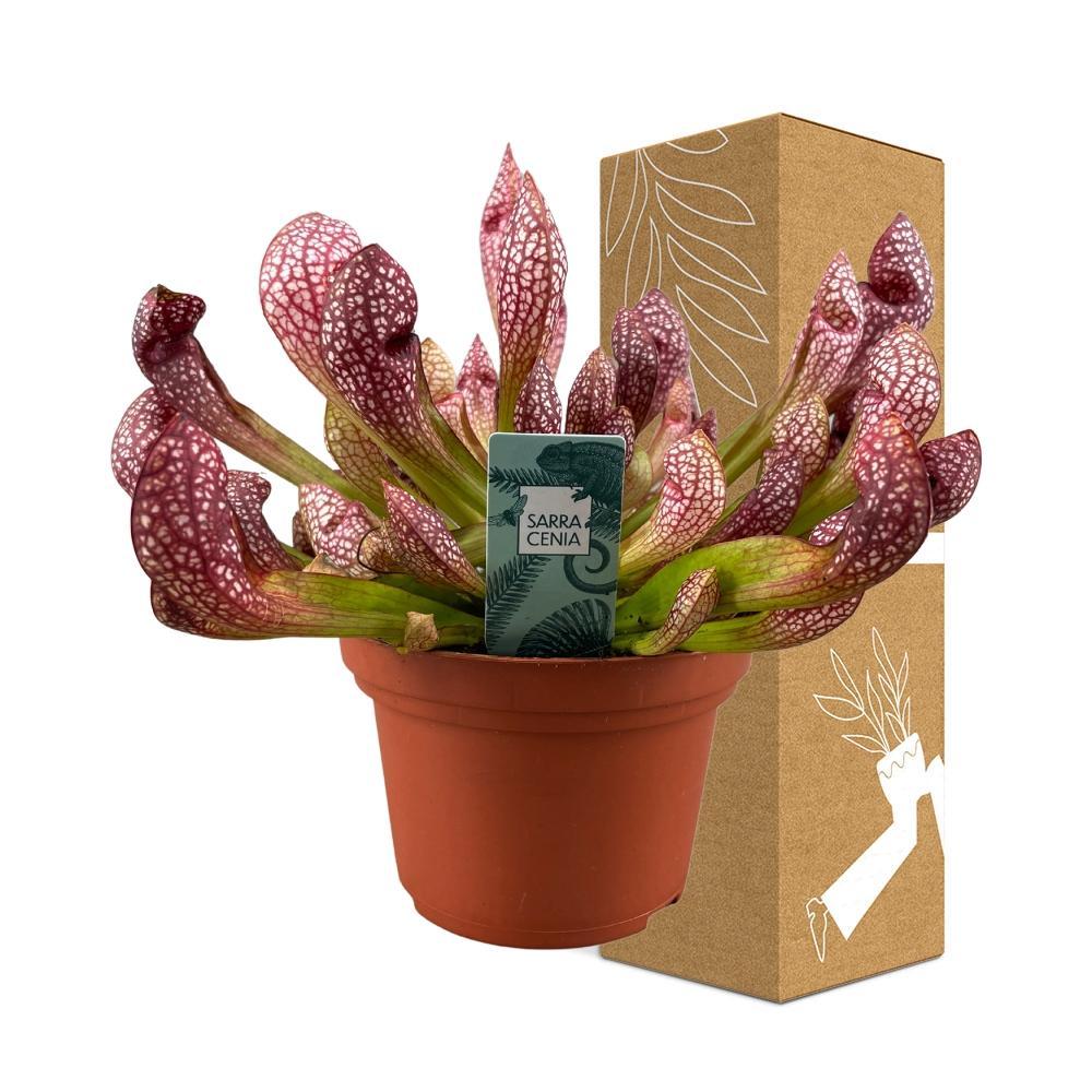 Livraison plante Sarracenia Leucophylla - carnivore