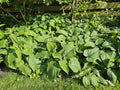 [NL: Sauge De Jérusalem (Phlomis russeliana) 'Russeliana']