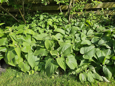 [NL: Sauge De Jérusalem (Phlomis russeliana) 'Russeliana']