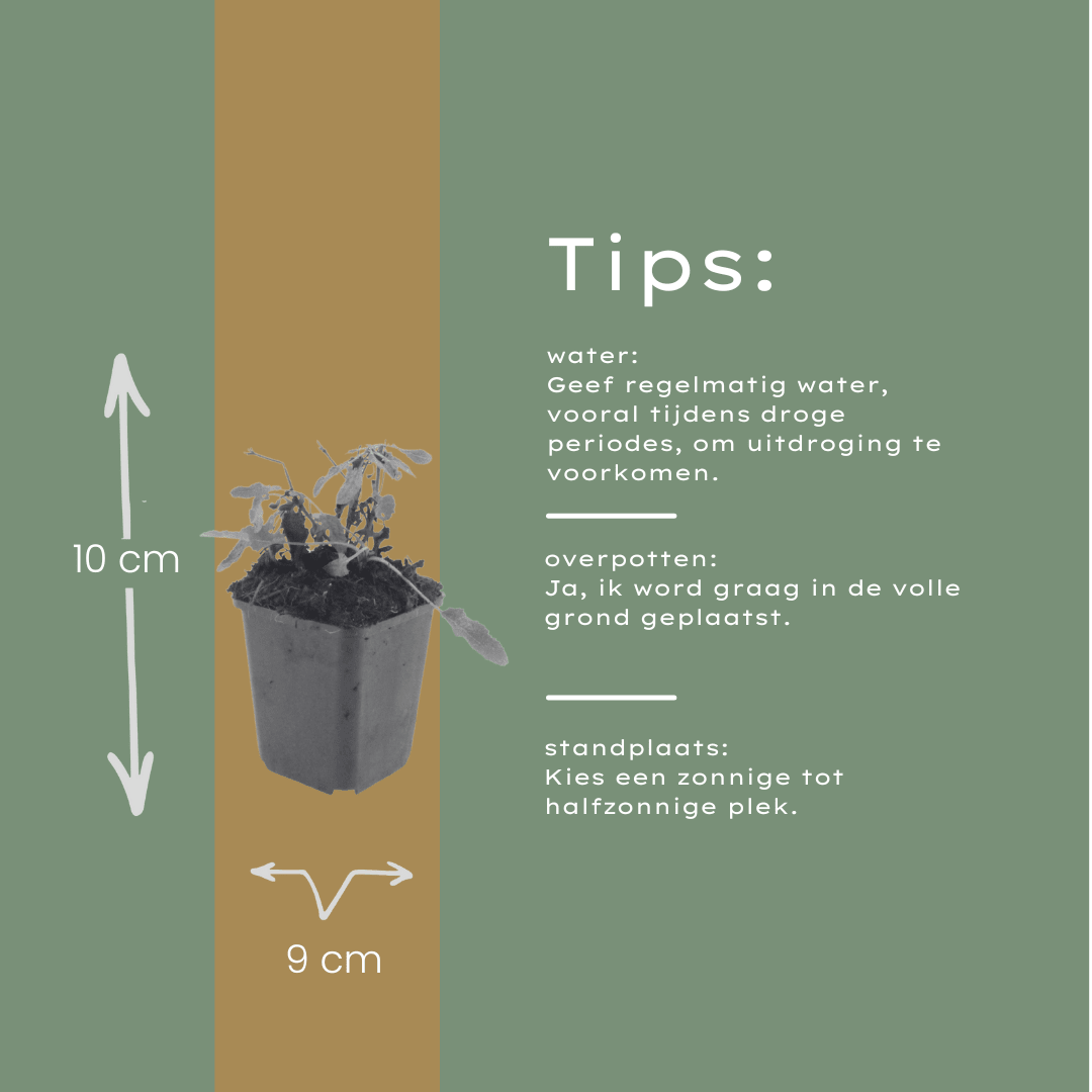 Livraison plante Sauge des bois