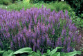 [NL: Sauge Des Bois (Salvia Nemorosa) 'Caradonna']