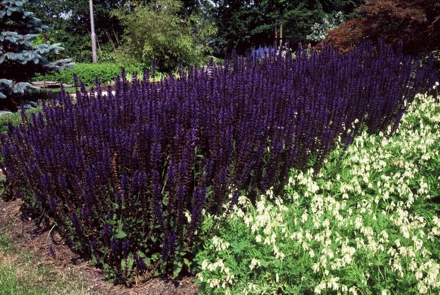 Livraison plante Sauge des bois 'Mainacht'