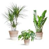 Livraison plante Schaduw Plantenbox - medium - met mand Lissabon wit