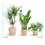 Livraison plante Schaduw Plantenbox - medium - met mand Sofia