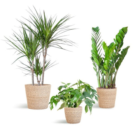 Livraison plante Schaduw Plantenbox - medium - met mand Sofia