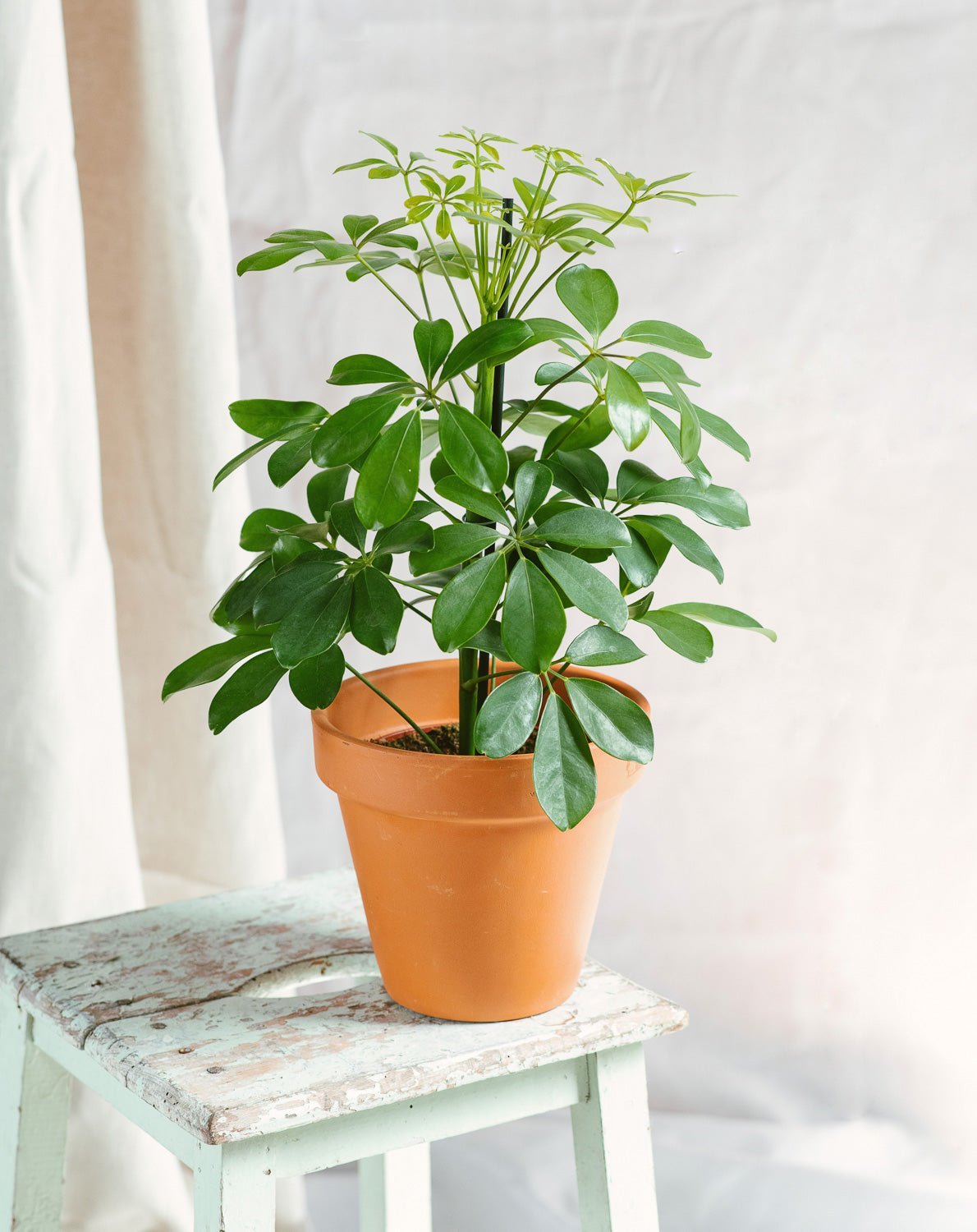 plante schefflera Schefflera