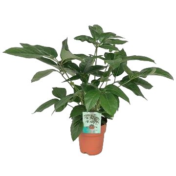 Livraison plante Schefflera Actinophylla