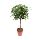 Livraison plante Schefflera Gold Capella