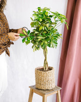 Livraison plante Schefflera Gold Capella tronc tressé h80cm