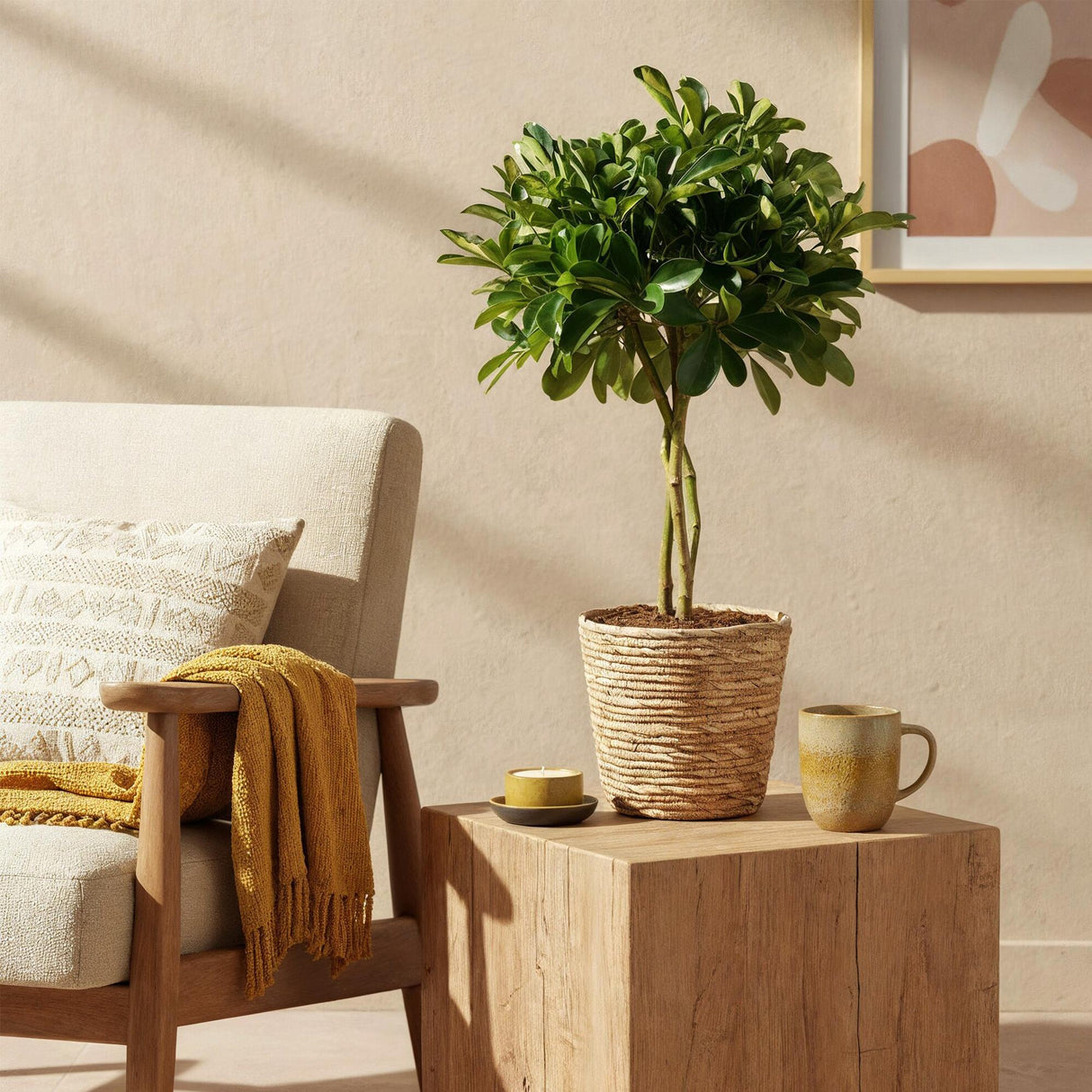 Livraison plante Schefflera Gold Capelle et panier H75 cm