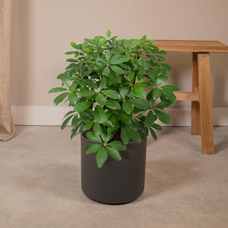 Livraison plante Schefflera Nora