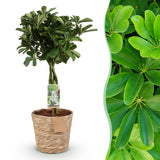 Livraison plante Schefflera Nora et panier H75 cm