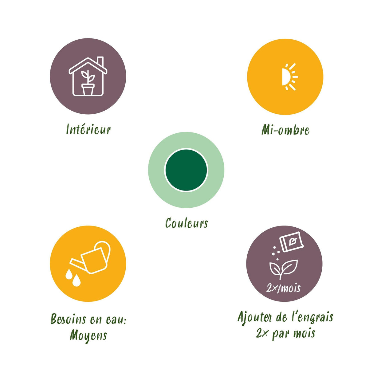 Livraison plante Schefflera Nora et panier H75 cm