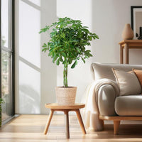 Schefflera Nora et son pot