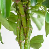 Livraison plante Schefflera Nora et son pot