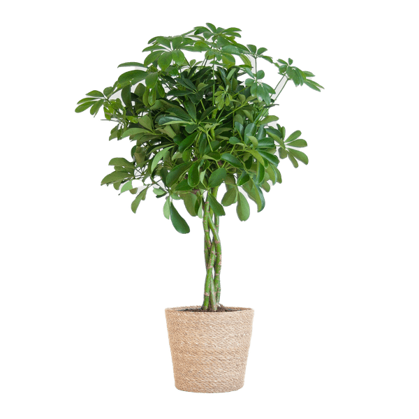 Livraison plante Schefflera Nora et son pot