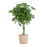 Livraison plante Schefflera Nora et son pot