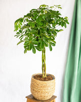 Livraison plante Schefflera XL