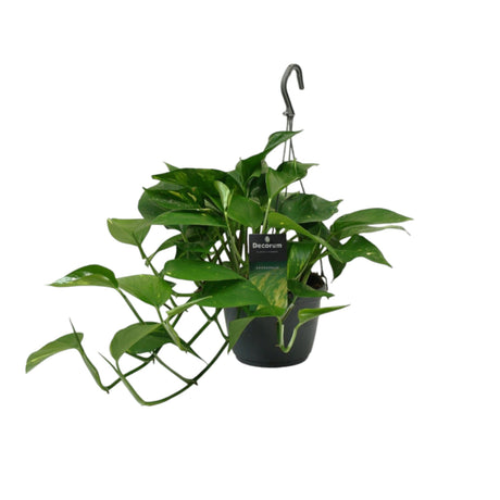Livraison plante Scindapsus Epipremnum